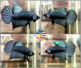 Alien Gray Betta - Betta USA Aquatic